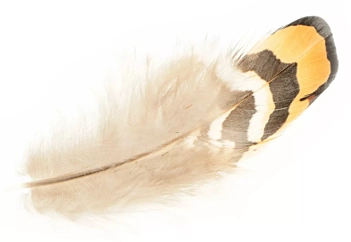 Set 10 plumas Beige Artemio