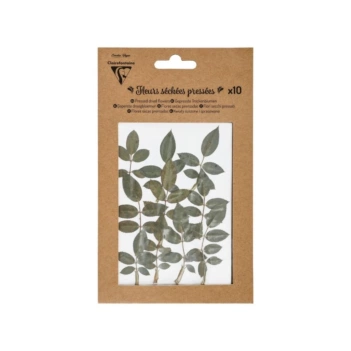 Clairefontaine Set 10 Dry pressed green leaves 2