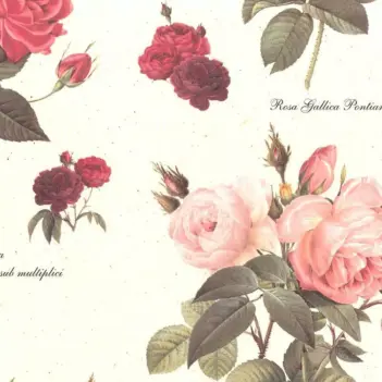 Papel Tassotti Rosas Antiguas